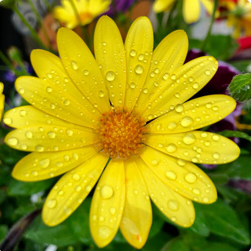 photo of a flower