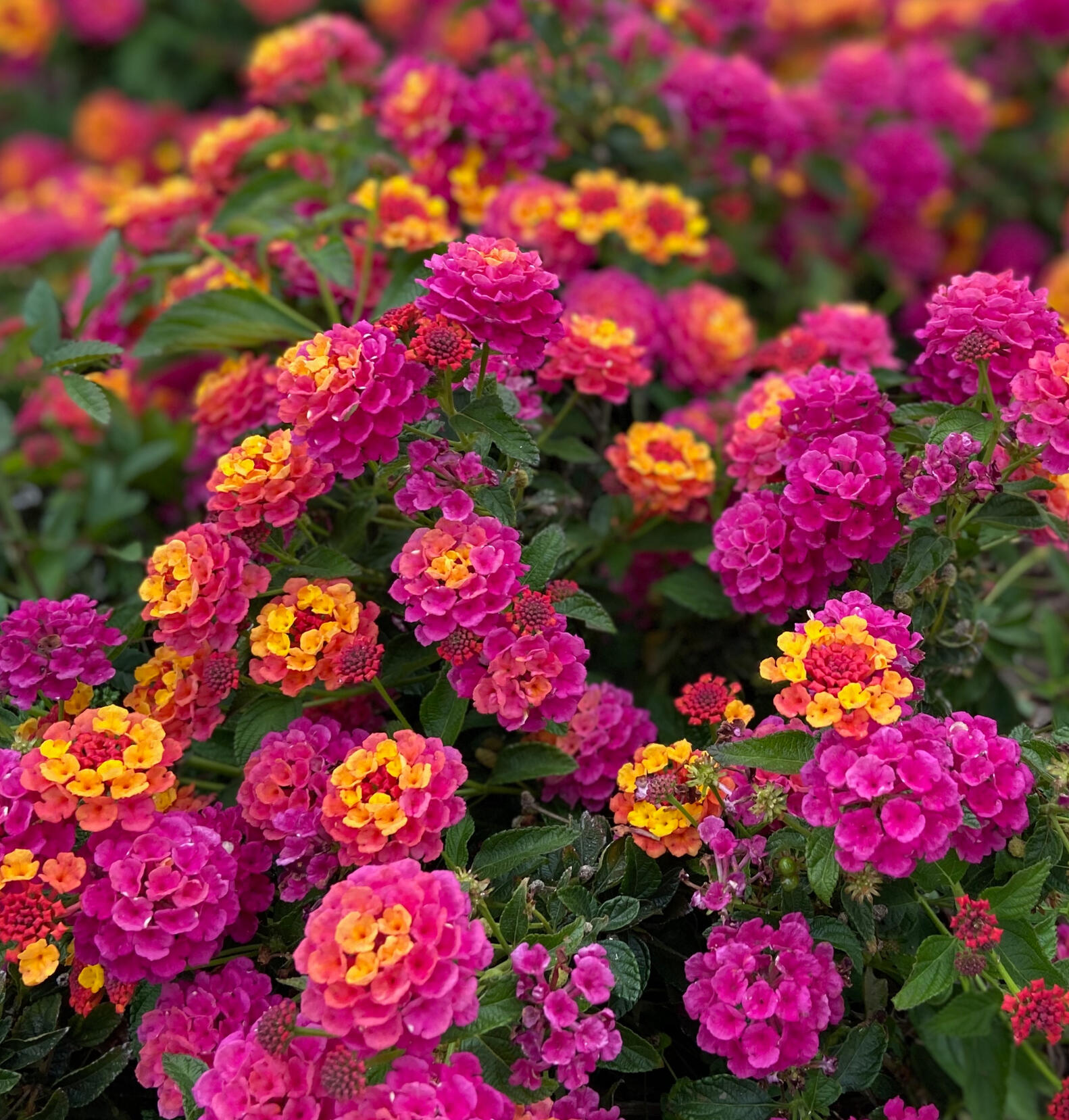 photo of flowers